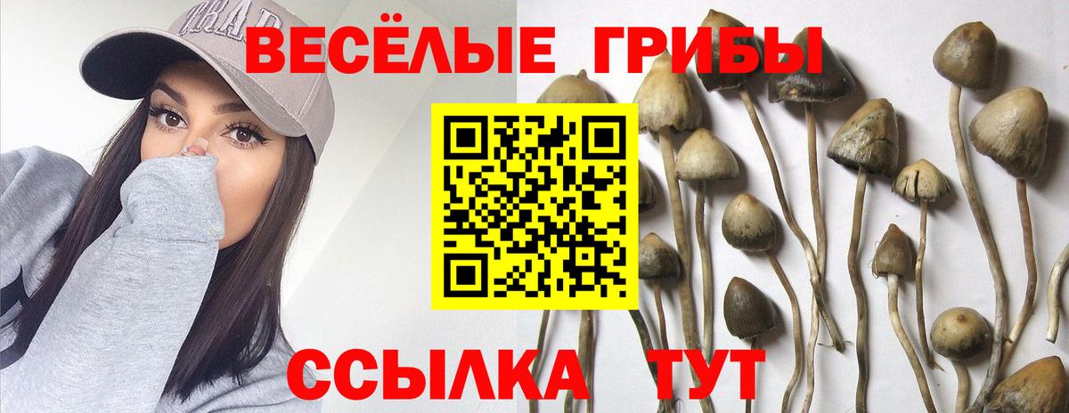 Псилоцибиновые грибы GOLDEN TEACHER Нижнеудинск